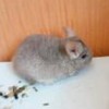 Шардоне